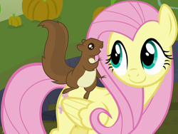 Size: 1270x954 | Tagged: safe, derpibooru import, screencap, fluttershy, pegasus, pony, squirrel, season 5, the hooffields and mccolts, cropped, cute, female, mare, shyabetes, smiling