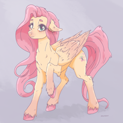 Size: 1080x1080 | Tagged: safe, artist:jesscoopsart, derpibooru import, twibooru import, fluttershy, pegasus, pony, chest fluff, colored hooves, ear fluff, ears, elbow fluff, female, floppy ears, fluffy, folded wings, looking at you, mare, no more ponies at source, raised hoof, raised leg, solo, standing, three quarter view, unshorn fetlocks, wings