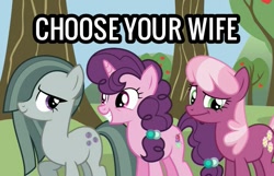 Size: 713x458 | Tagged: safe, derpibooru import, cheerilee, marble pie, sugar belle, earth pony, pony, unicorn, caption, choose your wife, female, image macro, mare, text