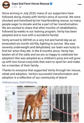 Size: 1080x1588 | Tagged: safe, verity, earth pony, horse, community related, days end farm horse rescue, facebook, female, filly, irl, lead, photo, solo