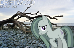 Size: 2064x1364 | Tagged: safe, artist:not-yet-a-brony, derpibooru import, marble pie, earth pony, 2021, beach, cloud, daytime, driftwood, female, lyrics in the description, mare, ocean, rock, smiling, song reference, youtube link in the description