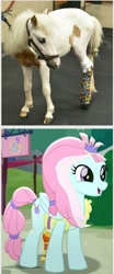 Size: 792x1903 | Tagged: safe, derpibooru import, kerfuffle, horse, rainbow roadtrip, amputee, comparison, irl, irl horse, miniature horse, photo, prosthetic leg, prosthetic limb, prosthetics