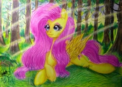 Size: 885x630 | Tagged: safe, artist:shadowingartist, derpibooru import, fluttershy, pegasus, pony, crepuscular rays, cute, daaaaaaaaaaaw, female, forest, long hair, lying down, mare, prone, shyabetes, smiling, solo, traditional art, wings