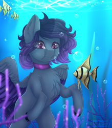 Size: 2458x2808 | Tagged: safe, artist:elektra-gertly, derpibooru import, oc, oc only, fish, pegasus, pony, bubble, chest fluff, colored pupils, coral, crepuscular rays, ear fluff, ears, ocean, purple eyes, seaweed, solo, sunlight, underwater, water, wings