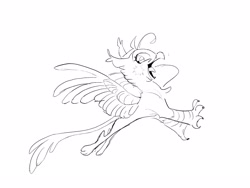 Size: 2224x1668 | Tagged: safe, artist:frozenspots, derpibooru import, oc, oc only, griffon, open mouth, sketch, smiling, solo, spread wings, wings