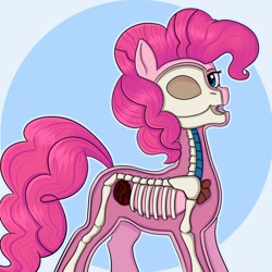 Size: 2160x2160 | Tagged: safe, artist:silverst, derpibooru import, pinkie pie, earth pony, pony, bone, dissection, freeny's hidden dissectibles, organs, skeleton, solo