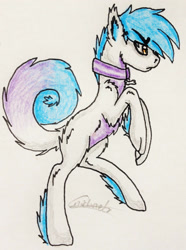 Size: 1746x2352 | Tagged: safe, artist:beamybutt, derpibooru import, oc, oc only, pony, wolf, wolf pony, collar, male, rearing, signature, solo, traditional art