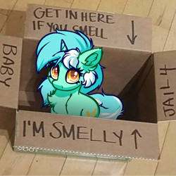 Size: 4000x4000 | Tagged: safe, artist:witchtaunter, derpibooru import, lyra heartstrings, pony, unicorn, box, chest fluff, ear fluff, ears, fluffy, irl, l.u.l.s., looking at you, looking up, photo, ponies in real life, ponified animal photo, shoulder fluff, sitting, smelly, solo