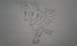 Size: 2560x1536 | Tagged: safe, artist:peternators, derpibooru import, star tracker, monster pony, original species, :p, claw, flying, freckles, harpy, male, monochrome, sketch, smiling, species swap, tongue, tongue out, traditional art, wings