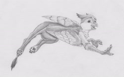 Size: 3952x2447 | Tagged: safe, artist:joestick, derpibooru import, oc, oc only, griffon, beak, feral, male, monochrome, traditional art, wings