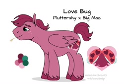 Size: 1064x720 | Tagged: safe, artist:manedwolves101, derpibooru import, oc, oc only, oc:love bug, insect, ladybug, color palette, cutie mark, freckles, lidded eyes, male, offspring, parent:big macintosh, parent:fluttershy, parents:fluttermac, reference sheet, simple background, stallion, straw, unshorn fetlocks, white background