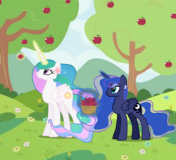 Size: 712x650 | Tagged: safe, artist:soft_angel, derpibooru import, princess celestia, princess luna, alicorn, pony, apple, apple tree, basket, duo, duo female, female, flower, flower in hair, food, magic, mare, royal sisters, siblings, sisters, telekinesis, tree