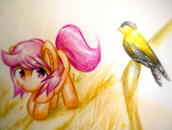 Size: 1920x1440 | Tagged: safe, artist:stardust0130, derpibooru import, scootaloo, bird, pegasus, pony, female, filly, solo