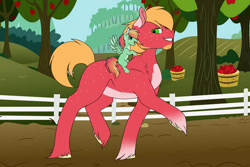 Size: 1024x683 | Tagged: safe, artist:fluffy-fillies, derpibooru import, big macintosh, oc, oc:summer harvest, earth pony, pegasus, pony, duo, facial hair, father and child, father and daughter, father's day, female, filly, goatee, male, offspring, pale belly, parent and child, parent:big macintosh, parent:fluttershy, parents:fluttermac, ponies riding ponies, riding, stallion
