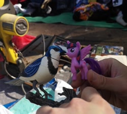 Size: 1201x1080 | Tagged: safe, derpibooru import, twilight sparkle, twilight sparkle (alicorn), alicorn, bird, blue jay, pony, crossover shipping, female, flea market, irl, male, mordecai, mordetwi, photo, regular show, russia, shipping, straight, toy