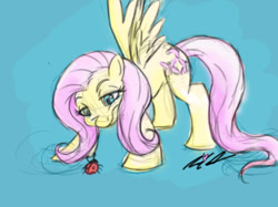 Size: 454x340 | Tagged: safe, artist:itsteriyaki, derpibooru import, fluttershy, insect, ladybug, pegasus, pony, signature, simple background, solo