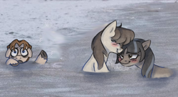 Size: 720x394 | Tagged: safe, artist:anonymous, oc, oc only, oc:cold shoulder, oc:frosty flakes, pony, /mlp/, blushing, cute, eyes closed, female, looking at each other, mare, ponified animal photo, snowpony (species), taiga pony, unshorn fetlocks, yakutian horse