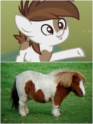 Size: 1500x1999 | Tagged: safe, derpibooru import, edit, screencap, pipsqueak, horse, pony, coat markings, comparison, irl, irl horse, nudity, photo, pinto, sheath