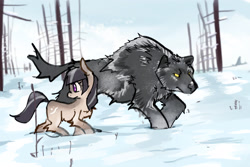 Size: 3000x2000 | Tagged: safe, artist:rirurirue, oc, oc only, oc:cold shoulder, pony, wolf, /mlp/, chest fluff, female, fluffy, looking back, mare, outdoors, outside, snow, snowpony (species), taiga pony, yakutian horse