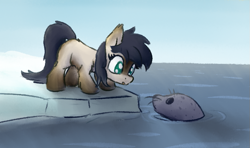 Size: 773x458 | Tagged: safe, artist:anonymous, oc, oc only, oc:dry kindling, pony, seal, /mlp/, blaze (coat marking), chest fluff, coat markings, colored, cute, eye contact, female, filly, fluffy, ice, looking at each other, monochrome, ocean, sea, sketch, snowpony (species), socks (coat marking), taiga pony, water, yakutian horse