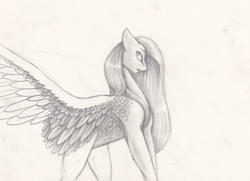 Size: 1242x901 | Tagged: safe, artist:penrosa, derpibooru import, fluttershy, pegasus, pony, female, grayscale, mare, monochrome, solo, traditional art, wings