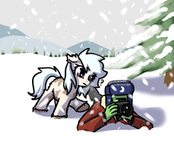 Size: 651x583 | Tagged: safe, artist:neuro, oc, oc only, oc:anon, oc:puffins, earth pony, human, pony, /mlp/, 4chan, camera, confused, female, fluffy, looking at something, mare, piebald, pink eyes, ponified animal photo, prone, puzzled, snow, snow mare, snowpony (species), spruce, taiga pony, unshorn fetlocks, ushanka, yakutian horse