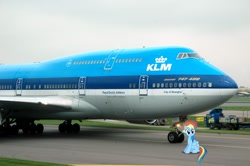 Size: 1280x851 | Tagged: safe, rainbow dash, pegasus, pony, boeing 747, irl, klm, looking at you, photo, plane, ponies in real life