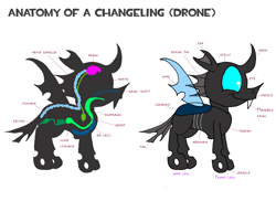 Size: 3508x2552 | Tagged: safe, artist:dragonboi471, derpibooru import, changeling, anatomy, anatomy chart, caption, chart, image macro, solo, text