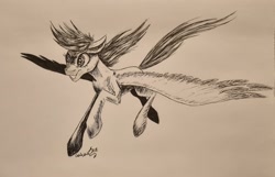 Size: 3144x2019 | Tagged: safe, artist:cahandariella, derpibooru import, rainbow dash, pegasus, flying, ink drawing, inktober, monochrome, solo, spread wings, traditional art, wings