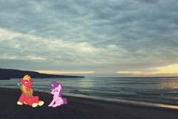 Size: 2048x1365 | Tagged: safe, artist:cloudyglow, artist:osipush, derpibooru import, big macintosh, sugar belle, earth pony, pony, unicorn, beach, california, female, irl, male, manhattan beach, mare, photo, ponies in real life, shipping, smiling, stallion, straight, sugarmac