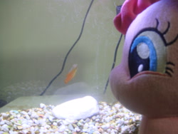 Size: 3648x2736 | Tagged: safe, derpibooru import, pinkie pie, earth pony, fish, pony, animal, female, fish tank, glass, irl, light, looking at something, mare, pet, photo, pinkie pie plushie, plushie, pony plushie, rock, smiling, water, wires