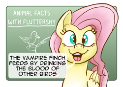Size: 2499x1776 | Tagged: safe, artist:doodledonutart, derpibooru import, fluttershy, bird, pegasus, pony, chalkboard, exploitable meme, female, looking at you, mare, meme, nature is so fascinating, open mouth, solo, speech bubble, vampire finch