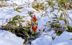 Size: 2048x1280 | Tagged: safe, derpibooru import, photographer:pakapaka1993, autumn blaze, kirin, pony, irl, japan, photo, plant, plushie, snow, solo, winter