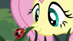 Size: 1280x720 | Tagged: safe, derpibooru import, screencap, fluttershy, insect, ladybug, pegasus, pony, it ain't easy being breezies, season 4, cute, female, grass, looking at each other, looking at someone, mane, mare, shyabetes