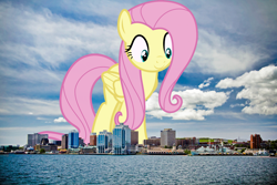 Size: 1600x1067 | Tagged: safe, artist:thegiantponyfan, artist:uponia, derpibooru import, fluttershy, pegasus, pony, canada, female, giant pegasus, giant pony, giantess, giantshy, halifax, highrise ponies, irl, macro, mare, mega giant, photo, ponies in real life