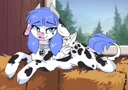 Size: 3507x2481 | Tagged: safe, artist:arctic-fox, derpibooru import, oc, oc only, oc:snow pup, cow, cow pony, pegasus, pony, collar, ears, floppy ears, hay bale, pegacow, solo