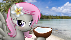 Size: 3265x1837 | Tagged: safe, artist:stormxf3, derpibooru import, oc, oc:sweet shutter, pegasus, pony, beach, coconut, female, flower, flower in hair, food, french polynesia, irl, lidded eyes, mare, photo, ponies in real life