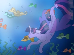 Size: 512x384 | Tagged: safe, artist:unknownfilters, derpibooru import, twilight sparkle, twilight sparkle (alicorn), alicorn, fish, pony, sea pony, seapony (g4), blue background, bubble, clothes, crepuscular rays, dorsal fin, female, fin wings, fins, fish tail, flowing mane, flowing tail, horn, mare, ocean, purple eyes, seaponified, seapony twilight, seaquestria, seaweed, see-through, simple background, solo, species swap, sunlight, swimming, tail, underwater, water, wings