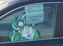 Size: 636x467 | Tagged: safe, artist:witchtaunter, derpibooru import, lyra heartstrings, pony, unicorn, abuse, bronybait, car, chest fluff, derp, ear fluff, ears, female, irl, l.u.l.s., licking, lyrabuse, meme, photo, ponies in real life, ponified, ponified meme, solo, tongue, tongue out, why