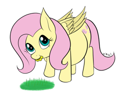 Size: 2433x1847 | Tagged: safe, artist:wapamario63, fluttershy, pony, belly, big belly, cute, eating, eating flower, female, flat colors, grass, horses doing horse things, huge belly, mare, shyabetes, simple background, solo, stuffed, stuffed belly, transparent background