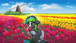 Size: 3840x2160 | Tagged: safe, artist:confetticakez, derpibooru import, oc, oc only, alicorn, pony, alicorn oc, field, flower, horn, netherlands, scenery, solo, tulip, windmill, wings