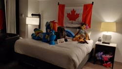 Size: 2048x1154 | Tagged: safe, artist:lanacraft, artist:vanhooverpe, derpibooru import, rainbow dash, babscon, bed, canada, flag, irl, life size, photo, plushie