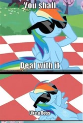 Size: 236x352 | Tagged: safe, derpibooru import, rainbow dash, pegasus, pony, lesson zero, artifact, caption, deal with it, female, image macro, impact font, like a boss, meme, my little brony, needs more jpeg, sunglasses, text, watermark