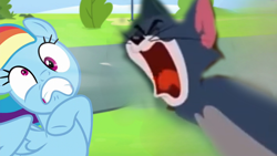 Size: 1280x720 | Tagged: safe, derpibooru import, edit, edited screencap, screencap, rainbow dash, cat, pegasus, pony, newbie dash, angry, female, male, mare, screaming, tom (tom and jerry), tom and jerry, yelling