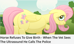 Size: 2058x1216 | Tagged: safe, artist:xppp1n, fluttershy, pegasus, embarrassed, female, mare, meme, ponified, ponified animal photo, ponified meme, pregnant, solo