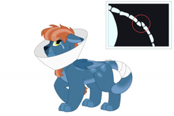 Size: 1280x854 | Tagged: safe, artist:itstechtock, derpibooru import, oc, oc:hisan, ahuizotl (species), hybrid, broken tail, elizabethan collar, parent:ahuizotl, parent:somnambula, simple background, solo, white background, x-ray