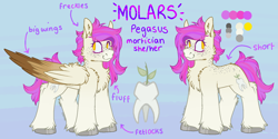 Size: 1600x800 | Tagged: safe, artist:molars, derpibooru import, oc, oc:molars, pegasus, pony, chest fluff, doodle, female, large wings, pink, ponysona, reference sheet, solo, wings