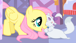 Size: 1280x720 | Tagged: safe, derpibooru import, screencap, fluttershy, opalescence, cat, pegasus, pony, season 1, stare master, cuddling, cute, daaaaaaaaaaaw, duo, duo female, female, mare, opalbetes, open mouth, purring, shyabetes