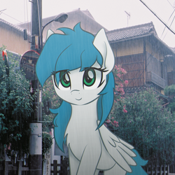 Size: 1230x1230 | Tagged: safe, artist:ramprover, artist:zylgchs, derpibooru import, edit, oc, oc only, oc:cynosura, pegasus, pony, female, irl, japan, looking at you, mare, pegasus oc, photo, ponies in real life, rain, smiling, solo