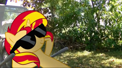 Size: 750x419 | Tagged: safe, derpibooru import, sunset shimmer, pony, unicorn, backyard, outdoors, relaxing, simple background, solo, sunglasses, transparent background